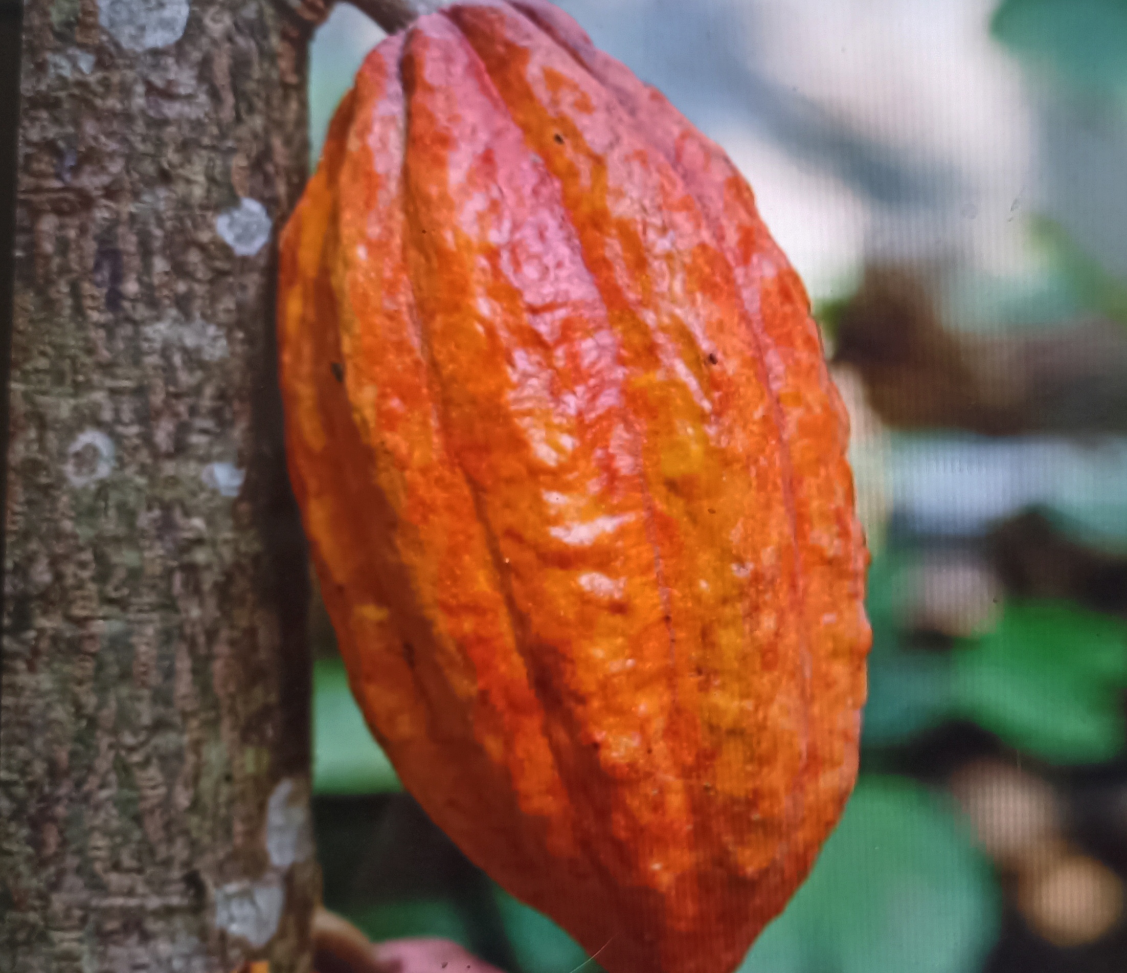 Photo d'un fruit de cacao