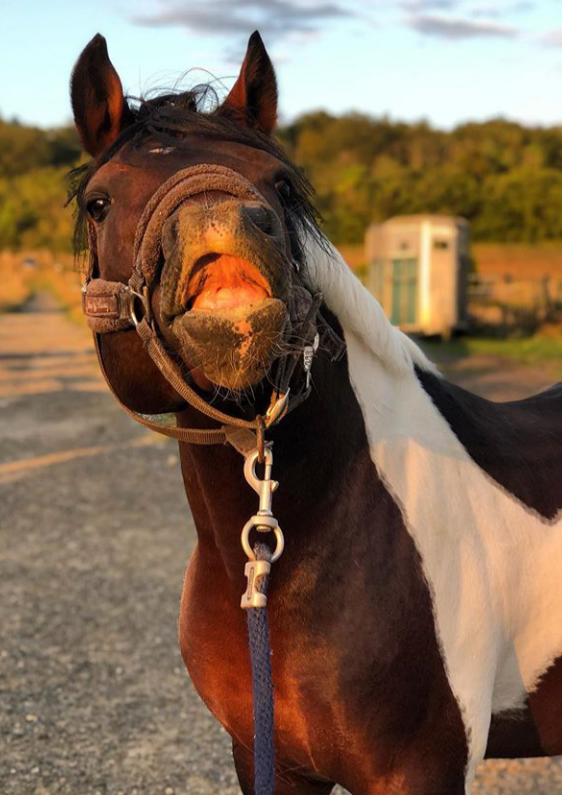 photo d'un cheval qui souris